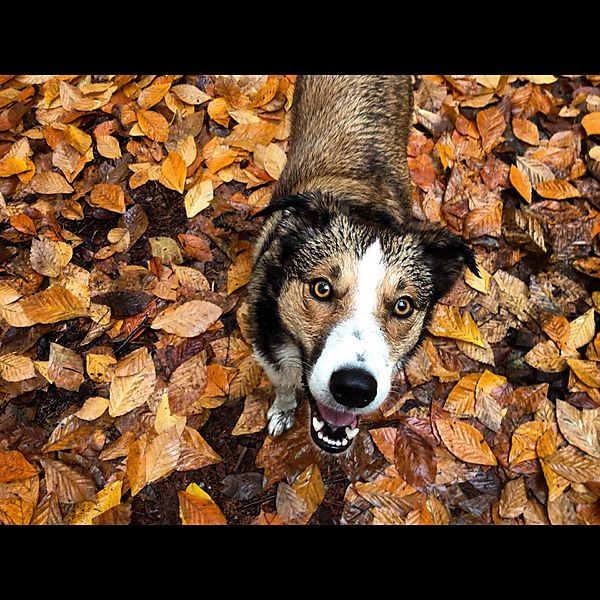 Merlin in the autumn leaves