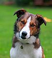 Smooth Collie Merlin