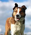 photo thumbnail Collie with the wind in his ears