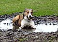 Smooth Collie Merlin gets mucky !