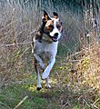 photo thumbnail Welsh SmoothCoated Collie Merlin