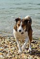photo thumbnail Collies day out at the seaside