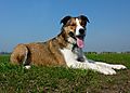 photo thumbnail Handsome Collie Merlin