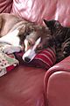 Collie Dog and Cat getting along with one another