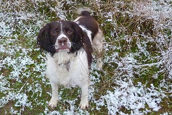 Molly - Spaniel in the snow
