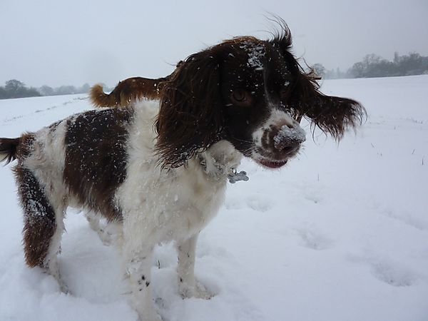 Springer Spaniel Molly in the snow