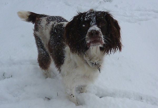 Snowy Molly - Springer Spaniel