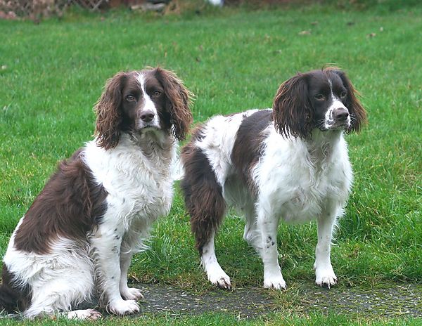 Monty and Molly, English Springer Spaniels