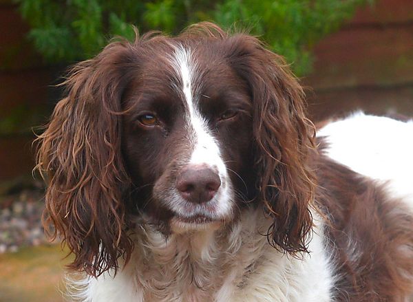 Portrait of English Springer Spaniel Monty