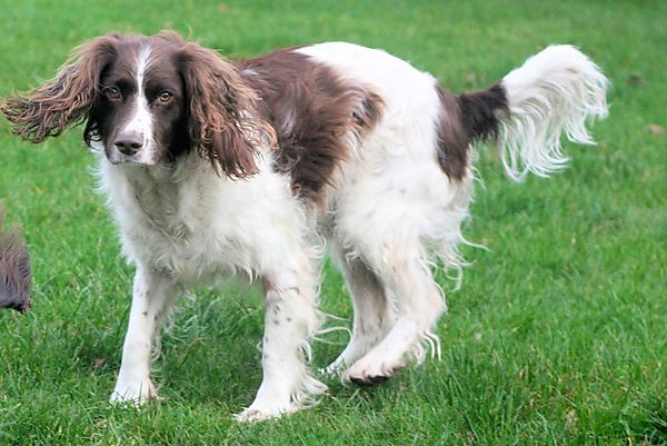 Springer Spaniel Monty