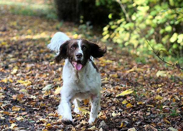 English Springer Spaniel Monty