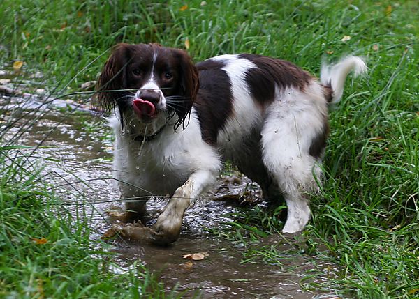 English Springer Spaniel