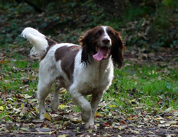 English Springer Spaniel Monty having fun
