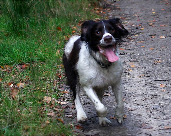 Molly the English Springer Spaniel