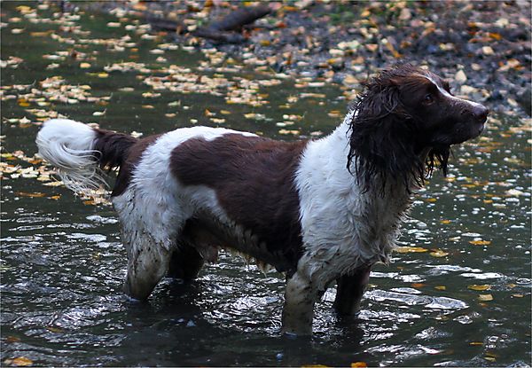 Monty English Springer Spaniel