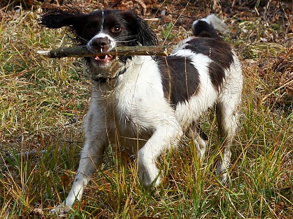 Molly English Springer Spaniel