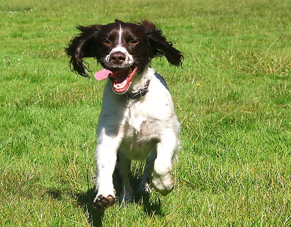 Molly the Springer !