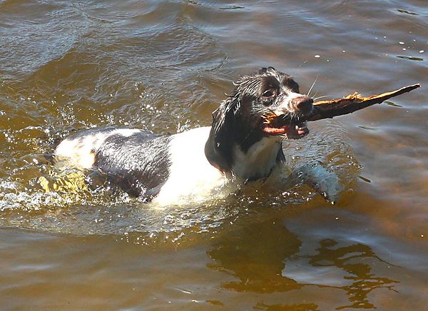 Springer Spaniel Molly