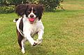 Springer Spaniel Molly with her ball