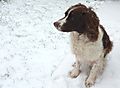 Snow Dog Monty