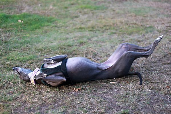Gypsy the Greyhound Rolling