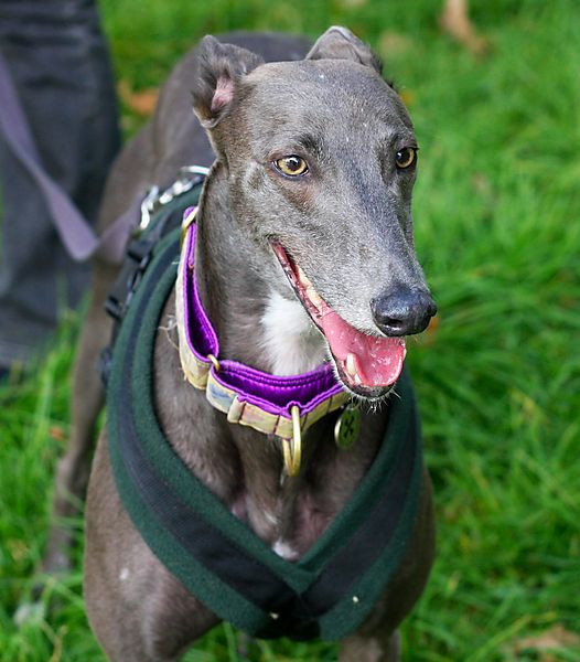 Happy Greyhound Gypsy