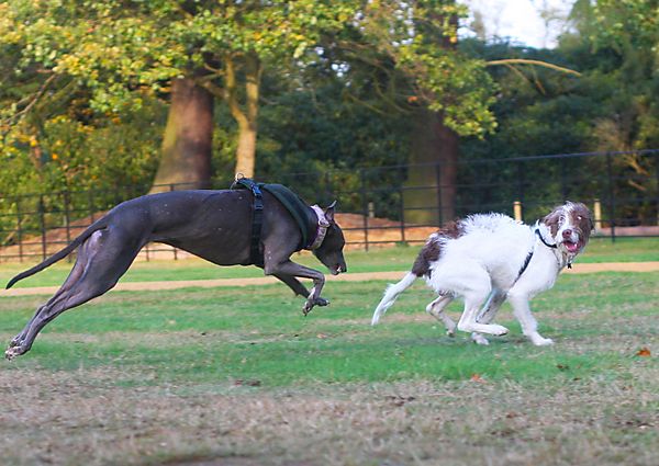 Dogs playing chase