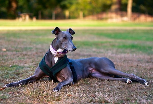 Gypsy a rescue Greyhound