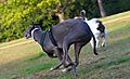 photo thumbnail Springer/Lurcher Cross  and Greyhound