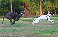 Dogs playing chase together