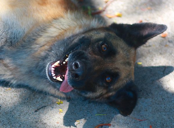 German Shepherd - Zenta