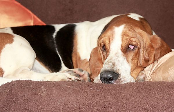 Basset Lulu snoozing