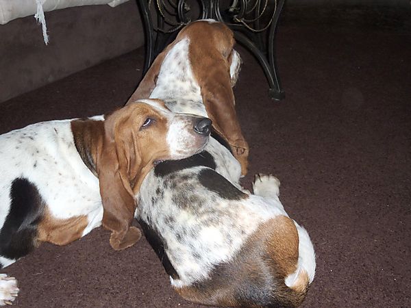 Every Dog need a shoulder to lean on