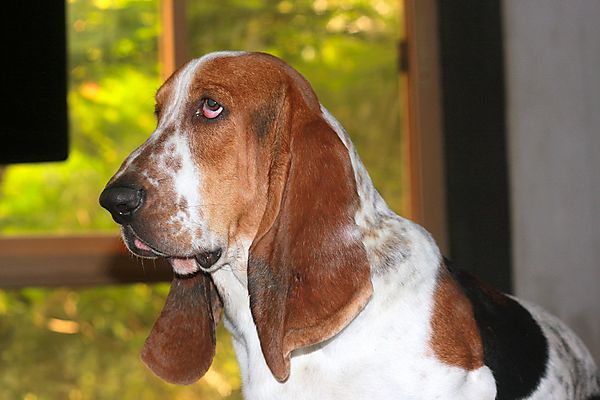 Basset Hound Maurice