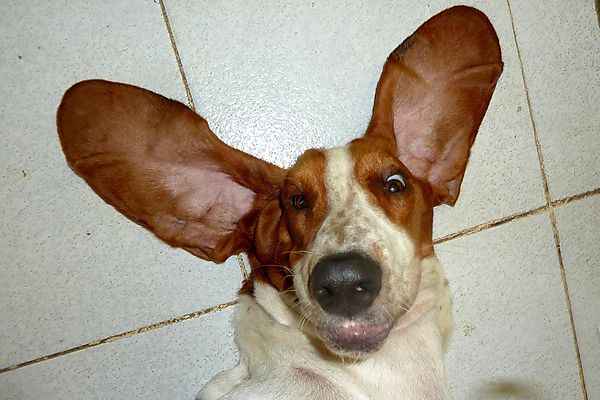 With these ears I can fly