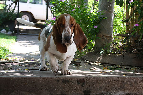 Basset Hound