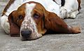 photo thumbnail It's always snooze time for a Basset