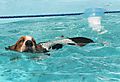 Basset Hound Loves to swim