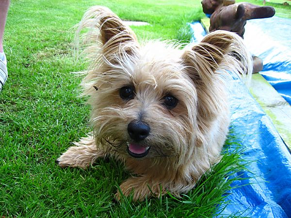 Sweetpea, Norfolk Terrier