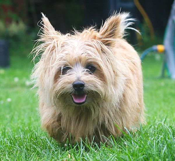 Sweetpea the Norfolk Terrier