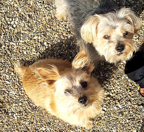 Norfolk Terriers Sweetpea & Cornie