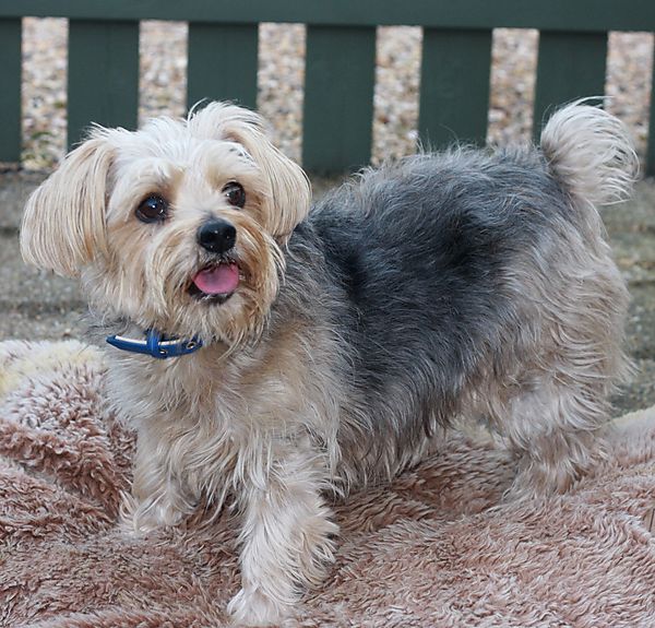 Cornie, Norfolk Terrier