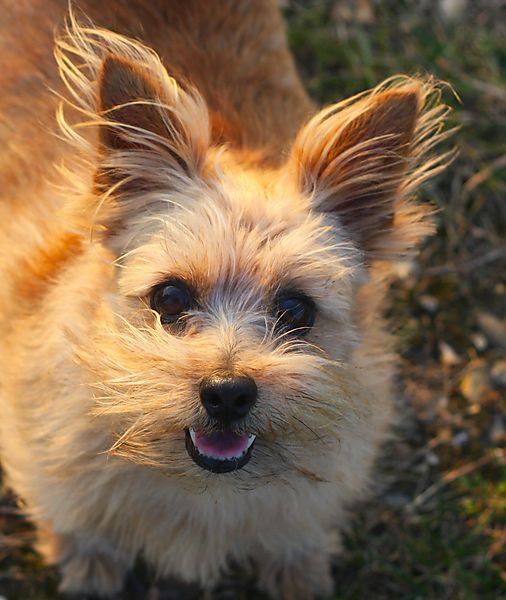Norfolk Terrier Sweetpea