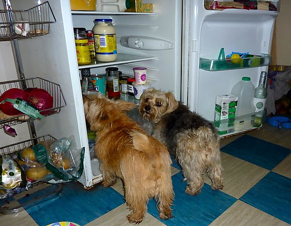 Dogs raiding the fridge