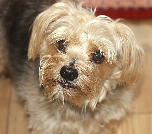 Cornie the Norfolk Terrier