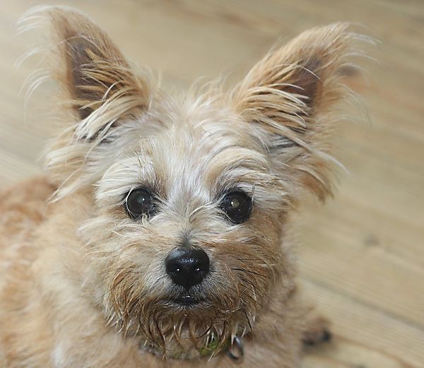 Sweetpea the Norfolk Terrier