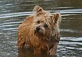 photo thumbnail This Norfolk Terrier loves swimming