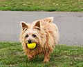 Norfolk Terrier  with her ball