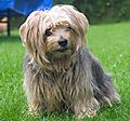 Cornie - sweet Norfolk Terrier