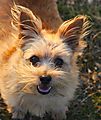 photo thumbnail Norfolk Terrier Sweetpea